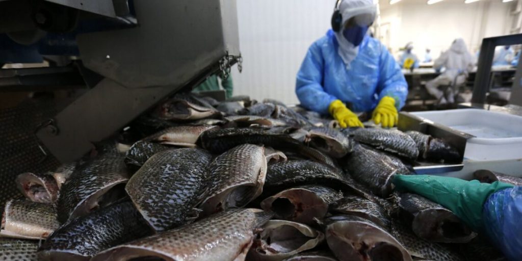 Semana do pescado pretende aumentar consumo do produto em 30%