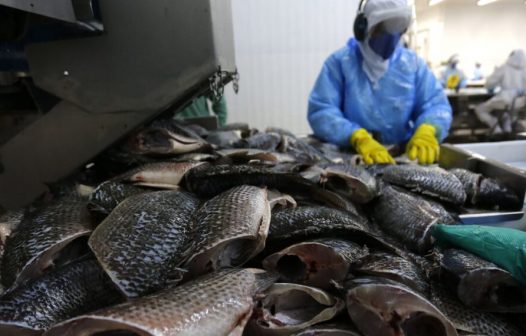 Semana do pescado pretende aumentar consumo do produto em 30%