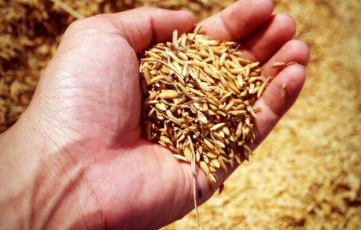 Conab vai doar sementes de arroz para agricultores familiares do RS