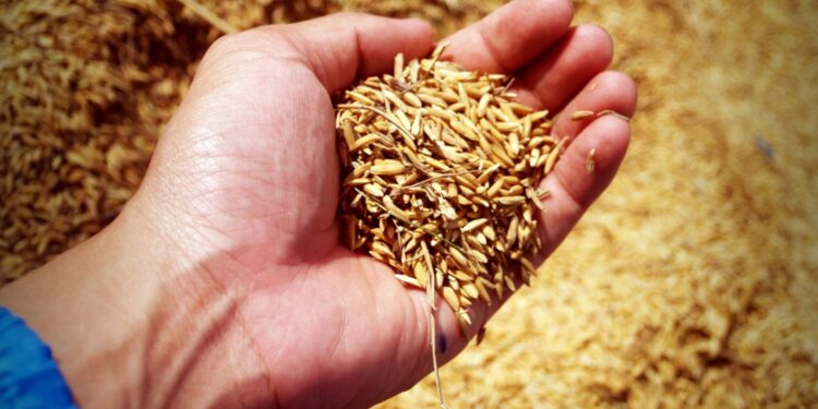 Conab vai doar sementes de arroz para agricultores familiares do RS