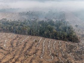 Fogo na Amazônia se concentra em locais onde agronegócio avança