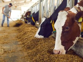 Valor de produção da pecuária bate recorde e atinge R$ 122 bilhões