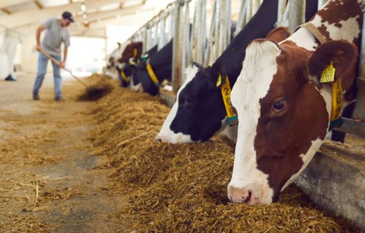 Valor de produção da pecuária bate recorde e atinge R$ 122 bilhões