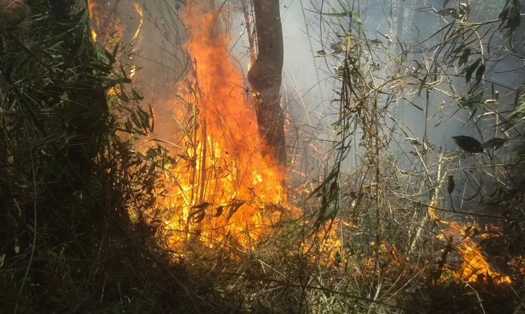 Chuva ajuda a apagar incêndio no Parque da Serra dos Órgãos, no Rio