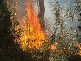 Chuva ajuda a apagar incêndio no Parque da Serra dos Órgãos, no Rio