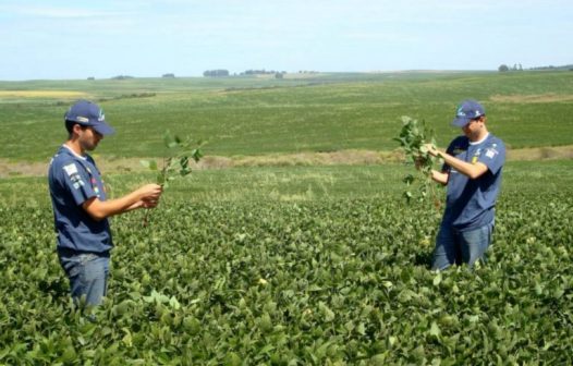 Justiça de Goiás aprova pedido de recuperação judicial da AgroGalaxy