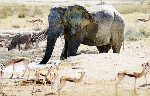 Vida selvagem diminuiu 73% em 50 anos