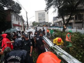 Prefeitura de SP segue cortando árvores em obra na Vila Mariana